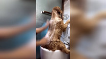 Ten pies uwielbia się myć. Sami zobaczcie