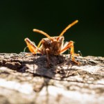 Ten pluskwiak cuchnie i pcha się nam teraz do domów. Jak go zatrzymać?