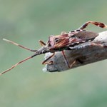 Ten pluskwiak pcha się do domu i śmierdzi. Lepiej go nie zgniataj