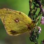 Ten polski motyl jest bezcenny. Ustawili fotopułapki, by ścigać kolekcjonerów