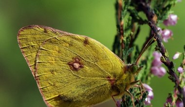 Ten polski motyl jest bezcenny. Ustawili fotopułapki, by ścigać kolekcjonerów