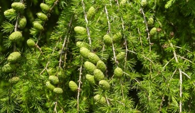 Ten polski unikat ma w sobie coś, co nas ratuje. Żaden tak nie robi