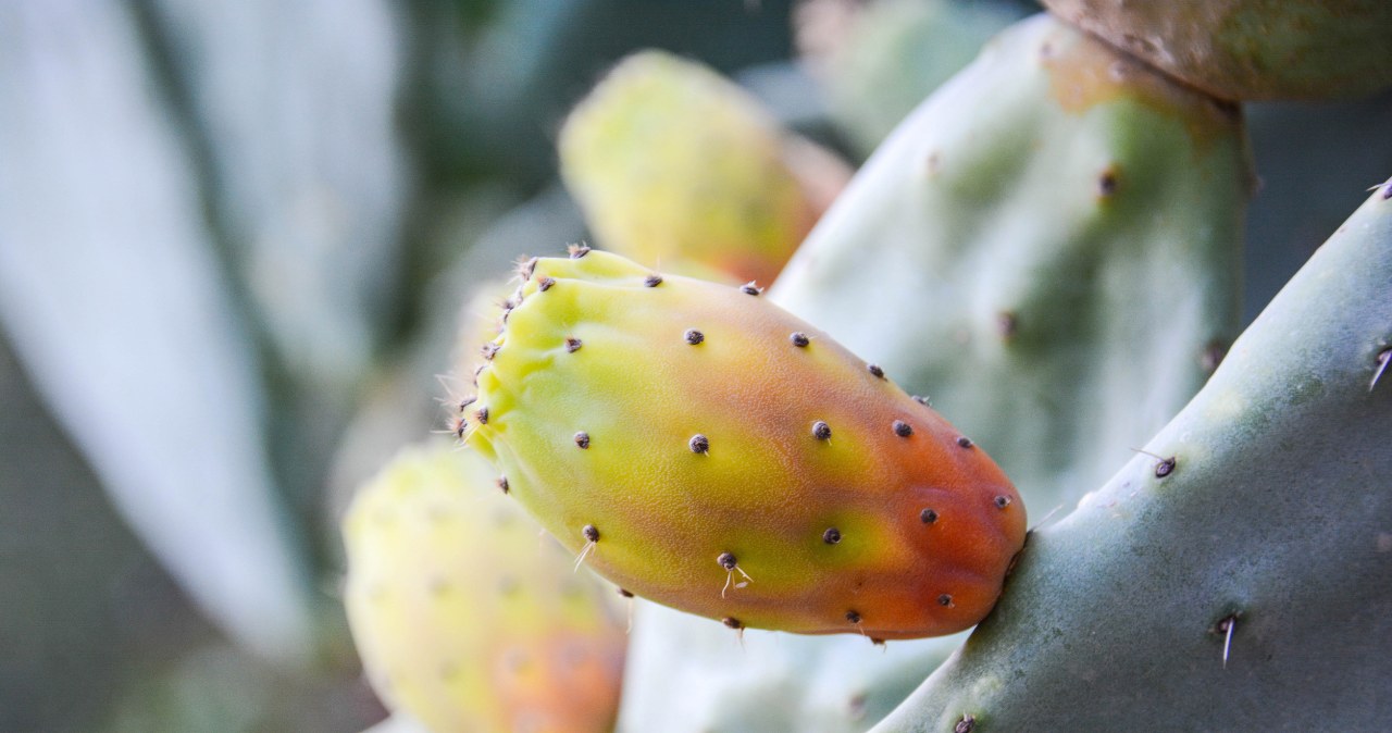 Ten produkt to dietetyczny hit /iacobino /123RF/PICSEL