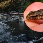 płazy Ten przedstawiciel herpetofauny to subendemit karpacki. W Polsce występuje w kilku parkach narodowych