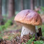 Ten przesąd przynosi pecha. Tego nigdy nie rób podczas grzybobrania