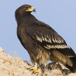 zagrożone gatunki Ten ptak jest krytycznie zagrożony. W Polsce żyje tylko kilkanaście par