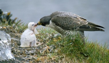 Ten ptak jest pod ścisłą ochroną. Do gniazda nie wolno się nawet zbliżyć