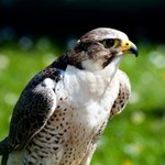 Ten ptak jest pod ścisłą ochroną. Do gniazda nie wolno się nawet zbliżyć