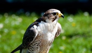 Ten ptak jest pod ścisłą ochroną. Do gniazda nie wolno się nawet zbliżyć