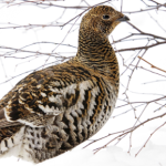 Ten ptak jest pod szczególną ochroną. Park narodowy apeluje do turystów