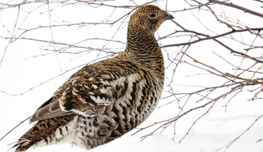 Ten ptak jest pod szczególną ochroną. Park narodowy apeluje do turystów