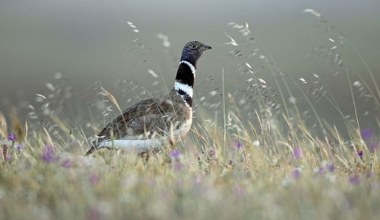 Ten ptak powrócił po prawie 20 latach. Gatunek uznano już za wymarły
