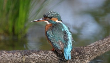 Ten ptak to "latający klejnot". Nad polską rzeką jest go coraz więcej