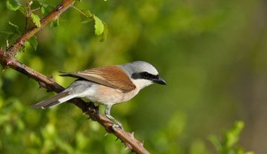 Ten ptak to Zorro polskich łąk. Jeden z jego zwyczajów budzi grozę