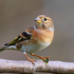 Ten ptak to zwiastun zimy. Jeśli zobaczysz go w ogrodzie, nie licz na rychłą wiosnę