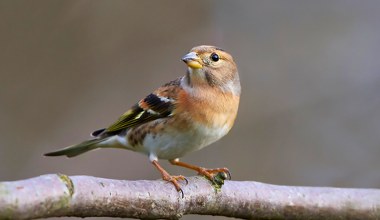 Ten ptak to zwiastun zimy. Jeśli zobaczysz go w ogrodzie, nie licz na rychłą wiosnę