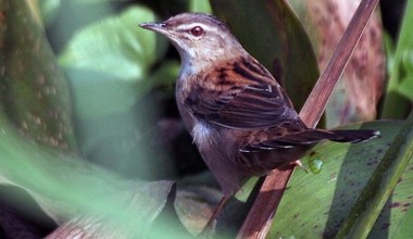Ten ptak wrócił po 35 latach. Niezwykła obserwacja nad Bałtykiem
