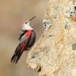 Ten ptak żyje w nietypowych miejscach. Spotkać go w Polsce to wyjątkowe szczęście