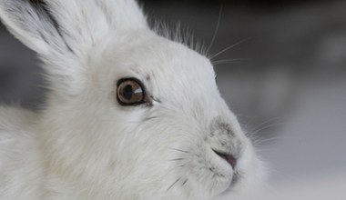 Ten puchaty ssak występuje tylko w jednym rejonie w Polce. Posiada wyjątkową umiejętność