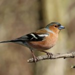 Ten rudy ptak gardzi karmnikiem. Skuteczny sposób jak go zwabić