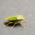 Ten śmierdzący owad już wlatuje do domów. Tak go wypędzisz