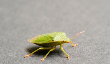Ten śmierdzący owad już wlatuje do domów. Tak go wypędzisz