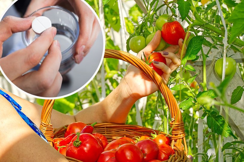 Ten tani produkt z apteki wykazuje doskonałe działanie na wzrost, kwitnienie i owocowanie roślin /123RF/PICSEL