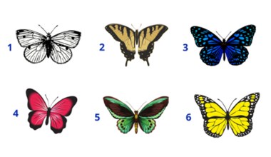 ​Ten test osobowości pokaże, jakimi osobami się otaczasz. Którego motyla wybierasz?