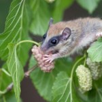 Ten uroczy ssak niemal zniknął z Polski. Wiosną budzi się ze snu
