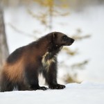 transporter opancerzony