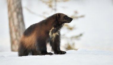 Ten wojownik trzęsie całym lasem. Nawet wilki i niedźwiedzie się go boją 