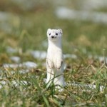 Ten wszędobylski drapieżnik może zagrażać ptakom. Ma wielki apetyt