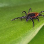 Ten zapach odstrasza kleszcze. Pajęczaki uciekają w popłochu