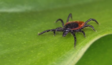 Ten zapach odstrasza kleszcze. Pajęczaki uciekają w popłochu