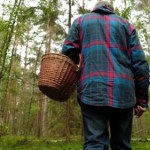 Ten zielony grzyb pojawił się w lasach. Grzybiarze go kochają 