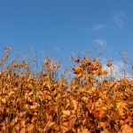 przycinanie żywopłotów Ten żywopłot bije na głowę bukszpany i tuje. Ma piękne, jesienne kolory