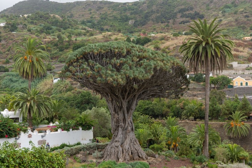 Teneryfa: Największe drzewo smocze na świecie /123RF/PICSEL