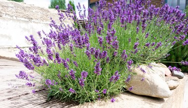 Teraz jest moment na cięcie lawendy. Odda morze kwiatów