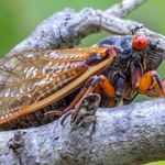Terra insecta: Naszą planetą rządzą owady