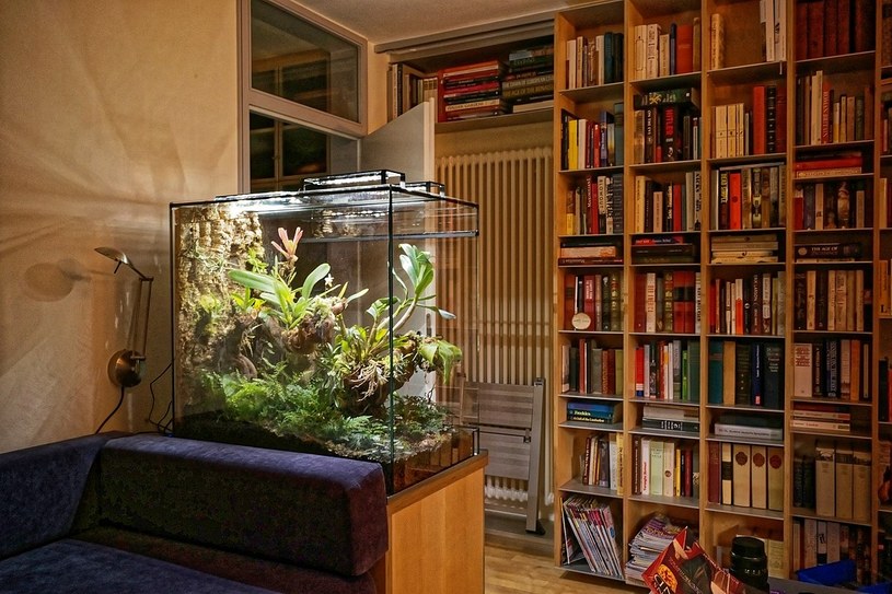 Terrarium może być ozdobą pomieszczenia, ale musi być dostosowane do danego gatunku węża /Burkhard Mücke/CC BY-SA 4.0 Deed (https://creativecommons.org/licenses/by-sa/4.0/deed.en) /Wikimedia