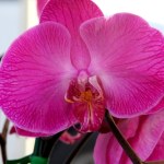 Teściowa układa na parapecie, obok storczyków. Teraz wiem, po co to robi