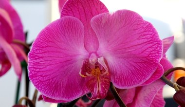 Teściowa układa na parapecie, obok storczyków. Teraz wiem, po co to robi