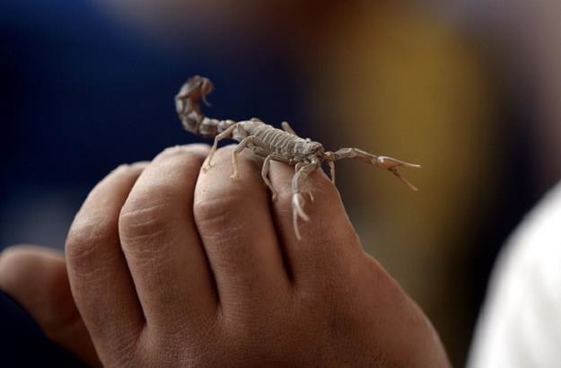 Tesco w Anglii ma problem - skorpion czaił się w bananach! /AFP