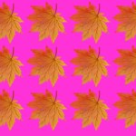 Test na spostrzegawczość: Znajdź jesienny liść inny od wszystkich. Najsprytniejsi potrzebują tylko 3 sekundy