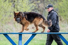 Test psów policyjnych w Łodzi