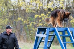 Test psów policyjnych w Łodzi