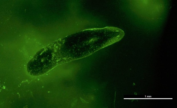 Testy kosmetyków nie na królikach, ale na... robakach