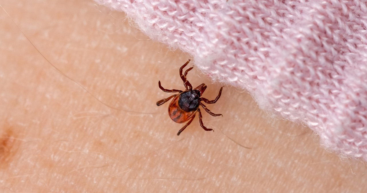 Testy serologiczne należy wykonywać nie wcześniej niż 3-4 tygodnie po ugryzieniu przez kleszcza /123RF/PICSEL