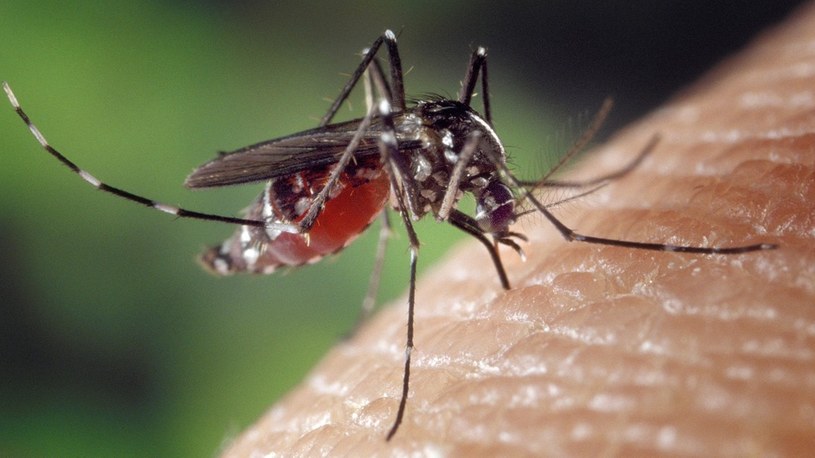 Testy z modyfikacjami genetycznymi komarów wymknęły się spod kontroli /Geekweek