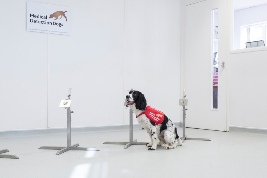 Testy z udziałem spaniela Freya /Medical Detection Dogs /Materiały prasowe